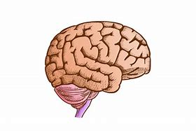 Image result for Head with Brain Side View