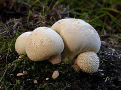 Image result for Fungus Mushroom That Looks Like