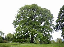 Image result for Quercus cerris