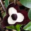 Image result for Asarum Ling Ling