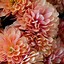 Image result for Chrysanthemum Wallpaper