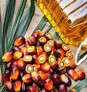 Image result for Palm Nut