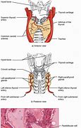 Image result for Thyroid Structure