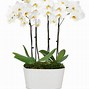 Image result for Orchid Symbolism