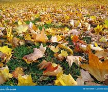 Image result for Field of Fall Leaves