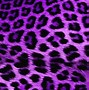 Image result for Snow Leopard with Purple Eyes