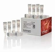 Image result for cDNA Synthesis Kit