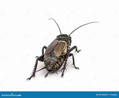 Image result for Field Cricket Female