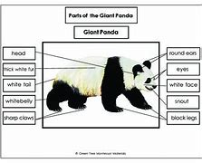 Image result for Panda Body Parts