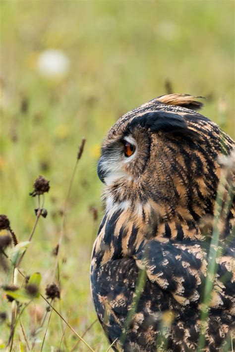 Image result for Network Operating System Visual