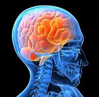 Image result for brain