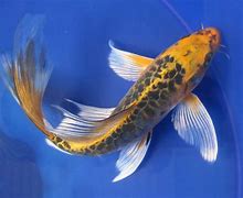 Image result for Real Koi Fish