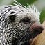 Image result for Cute Porcupine