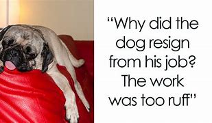 Image result for Dog Puns for Sharing