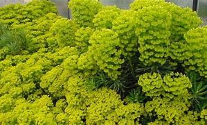 Image result for Euphorbia characias Lambrook Gold