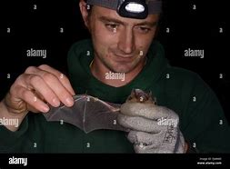 Image result for Bats in England