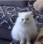 Image result for White Fluffy Cat Meme