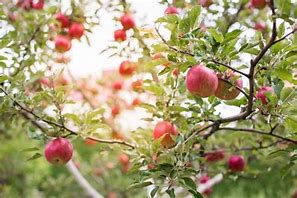 Image result for Apple Growing