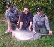 Image result for Biggest Catfish Ever Caught USA