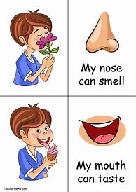 Image result for Taste and Smell Activities