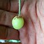Image result for Prunus avium Stella