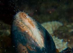 Image result for Greenland Shark Ocean Quahog