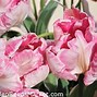 Afbeeldingsresultaten voor Tulipa Elsenburg
