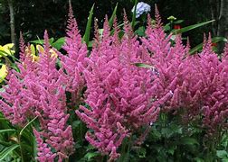 Image result for Astilbe Vision in Pink ® (Chinensis-Group)