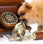 Image result for Dog Using Cell Phone