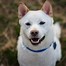 Image result for All White Shiba Inu