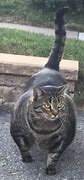 Image result for Buff Cat