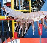 Image result for giant sea isopods facts