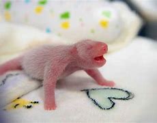 Image result for Newborn Giant Panda