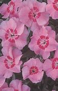 Image result for Dianthus Pixie Star