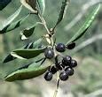 Image result for aceitunillo