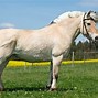 Image result for Oldest Horse Breed
