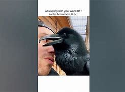 Image result for Funny Raven