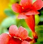 Image result for Campsis Radicans Flava Yellow