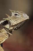 Image result for Lizard King in San Diego