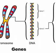 Image result for DNA Chromosomes Genes Relationship