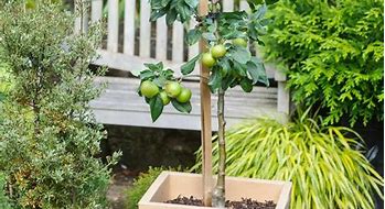 Image result for Apple Plant in Pot