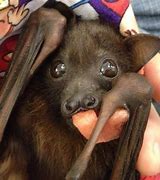 Image result for Cute Fox Bat
