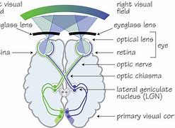 Image result for Visual Perception Tests