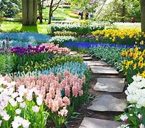 Image result for Beautiful Tulip Gardens