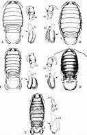 Image result for Isopod Colors