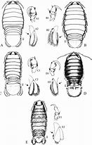 Image result for Isopod Mouth