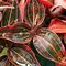 Image result for Jewel Orchid