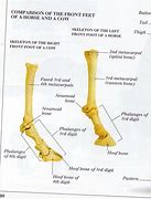 Image result for Deer Foot Anatomy