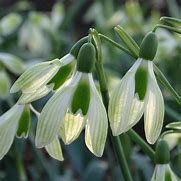 Image result for Galanthus plicatus Alpha Magic Chrysophrase