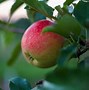 Image result for Honeycrisp Apple Tree Care